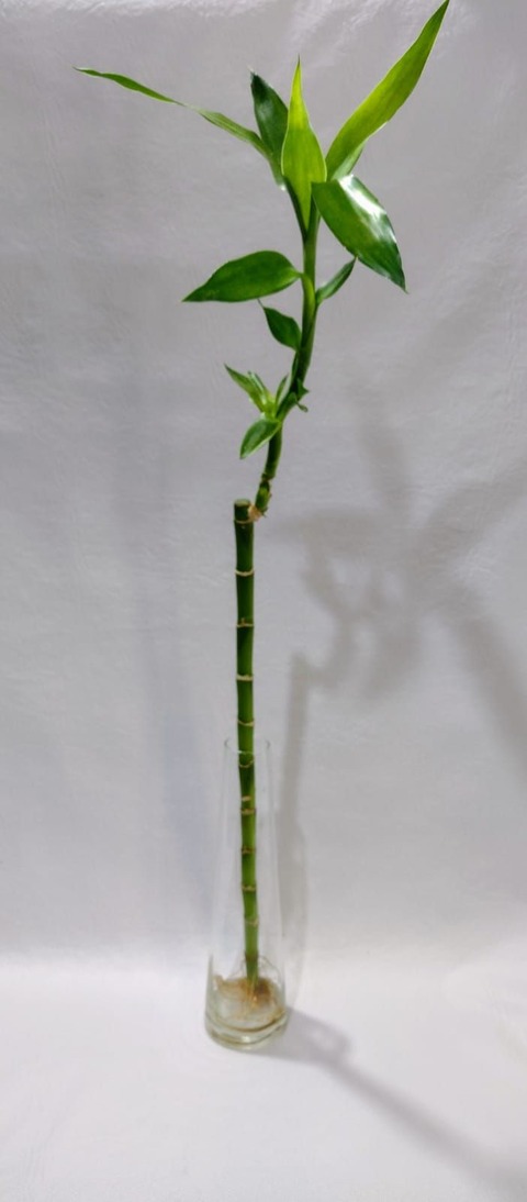 Florero con 1 Bambú