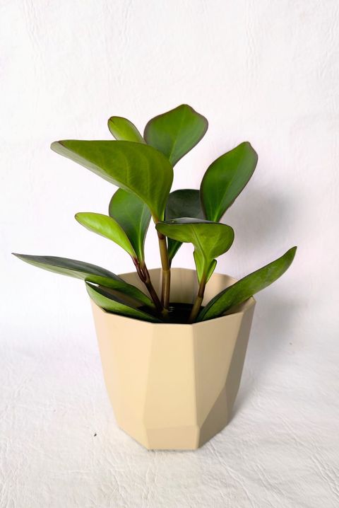 Peperonia con maceta facetada