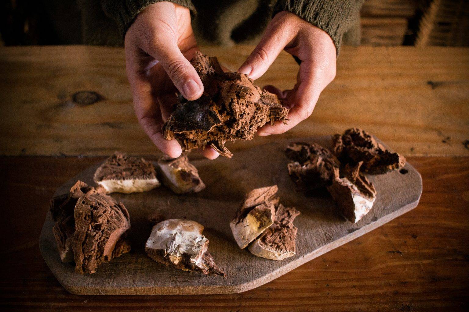 Reishi – Ganoderma lucidum