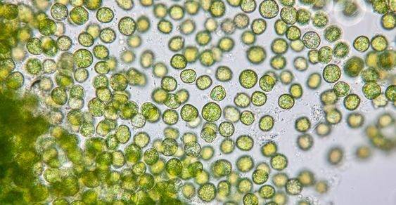 Chlorella sp