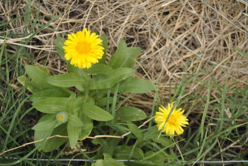 Calendula officinalis