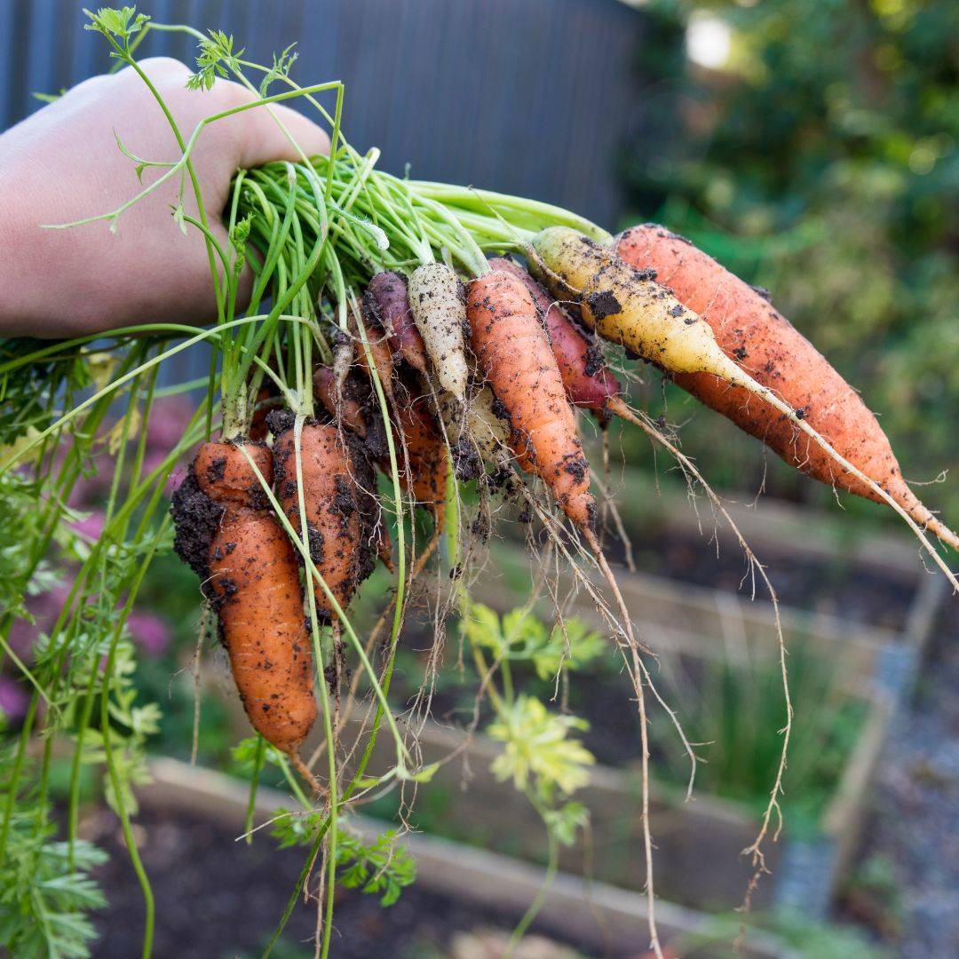 Cosecha de zanahorias