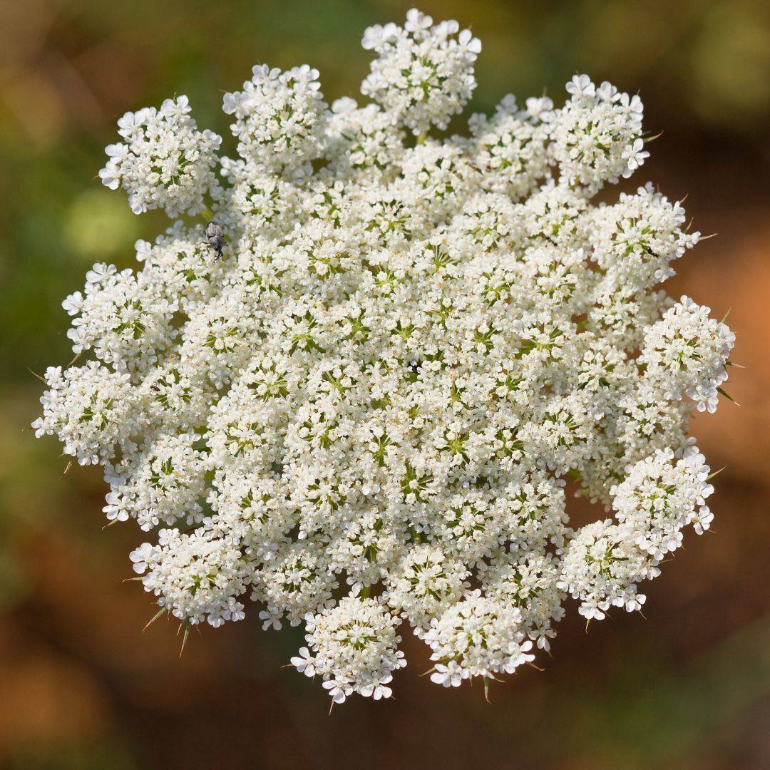 Inflorescencias de zanahorias en pleno momento de floración