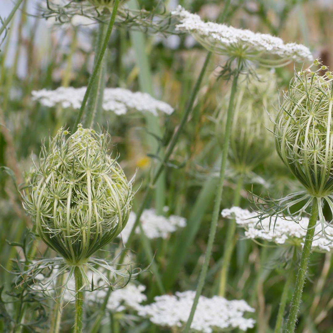 Inflorescencias de zanahorias en formación de semilla