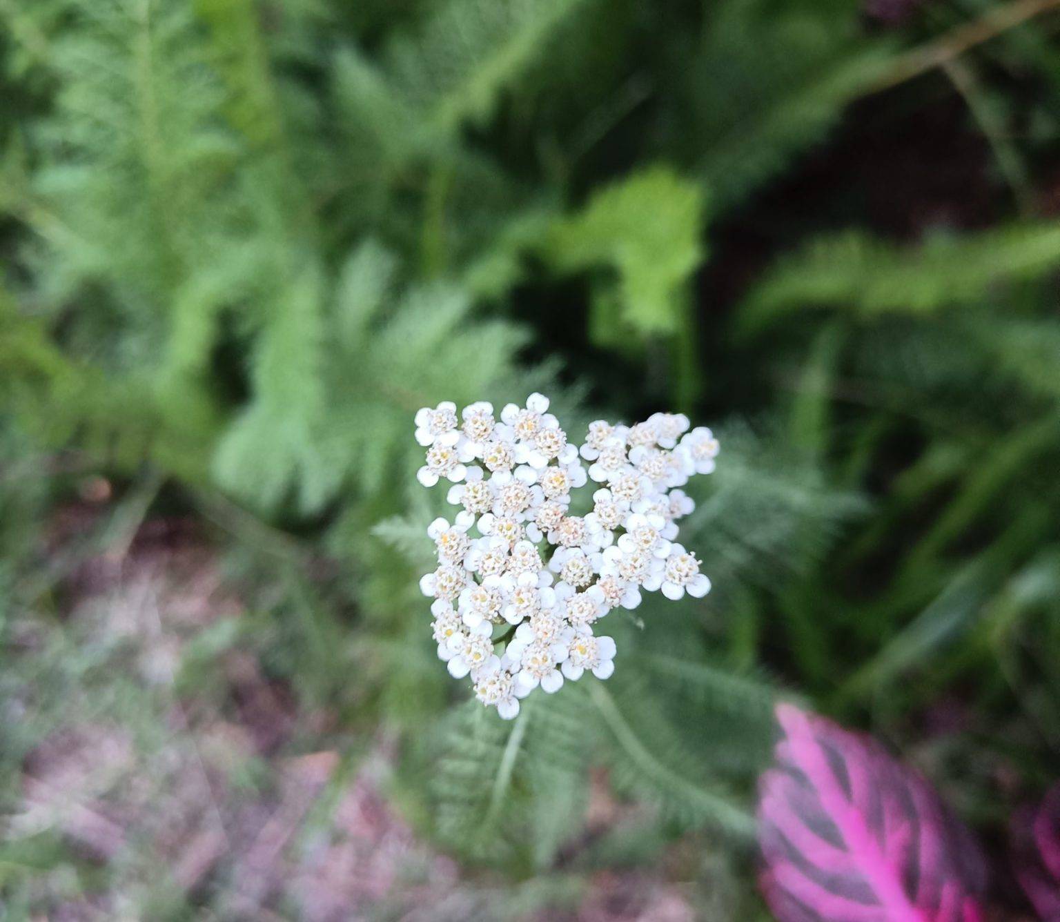 Milenrama – Achillea millefolium