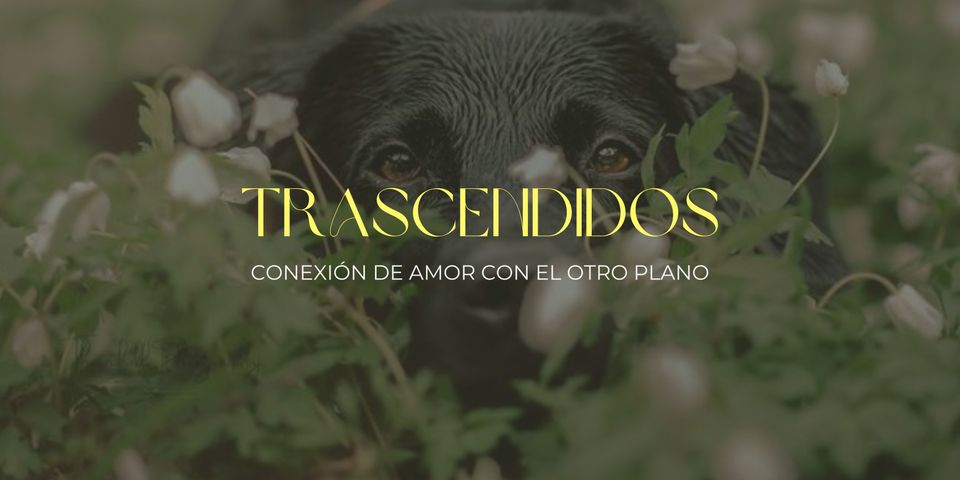 Comunicación con Animales Trascendidos