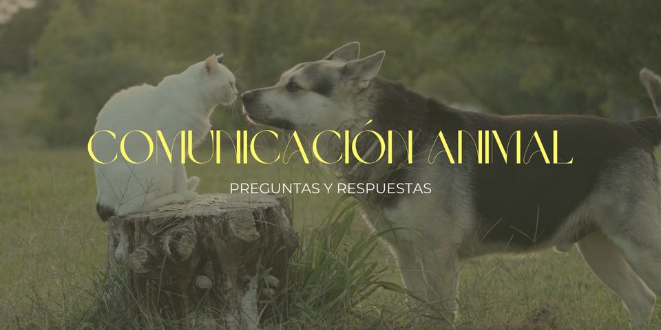 Comunicación con Animales