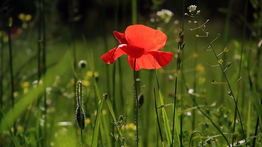 Práctica de Primavera (Qigong para flexibilizar, gestionar el enojo y más)