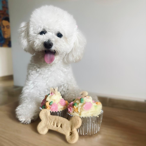 Pawfest - Todo para el Cumple de tu Peludito
