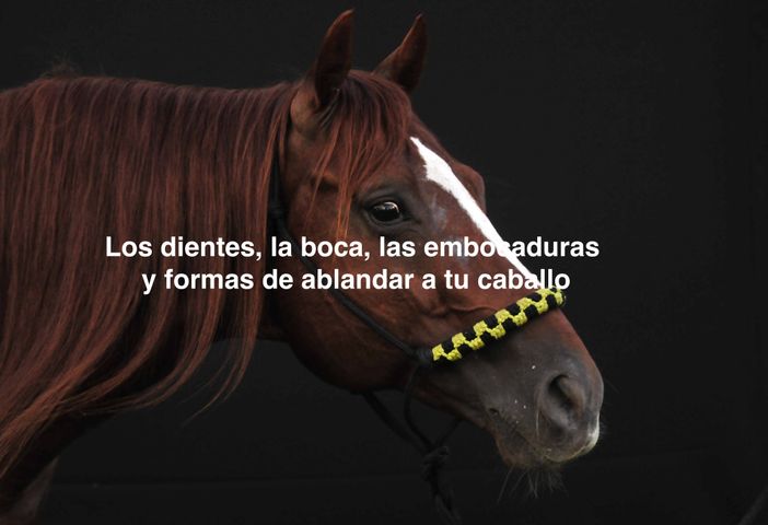 Dientes, embocaduras y ablandar tu caballo