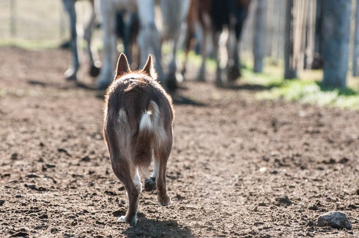 Entrenamiento básico de perros de pastoreo.