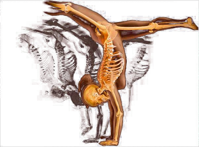 SEMINARIO DE ANATOMÍA FUNCIONAL Y BIOMECÁNICA