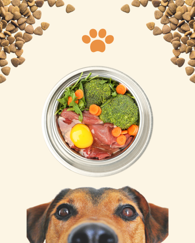 Transición alimentaria en perros y gatos: por qué debe hacerse de forma gradual