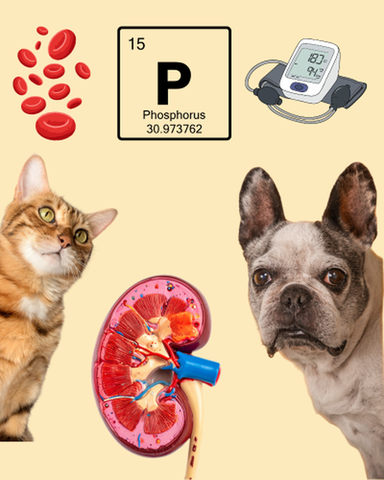Enfermedad renal crónica en perros y gatos: por qué la alimentación puede marcar una gran diferencia