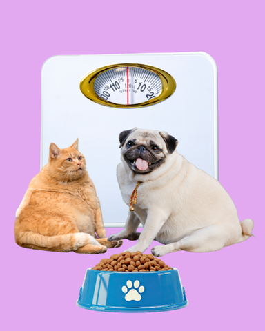 🐾 Sobrepeso y obesidad en perros y gatos: por qué es un problema y cómo ayudarlos a bajar de peso
