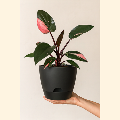 Maceta Autorriego Negra 25 cm 
