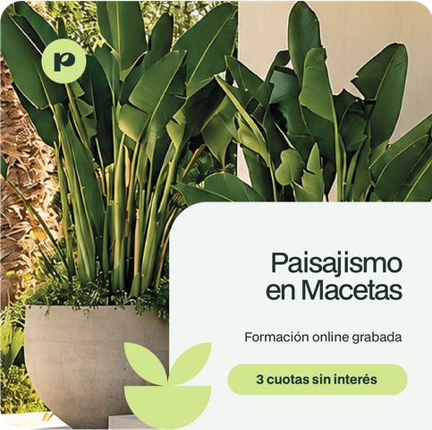 Paisajismo en Macetas
