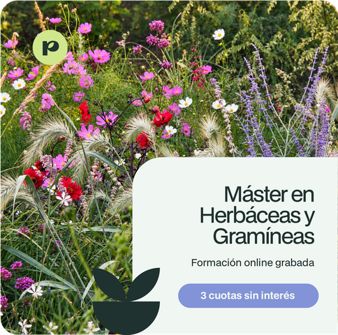 Manejo y Selección Vegetal: Herbáceas y Gramíneas