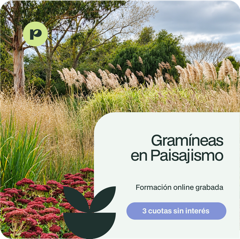 Gramíneas en Paisajismo