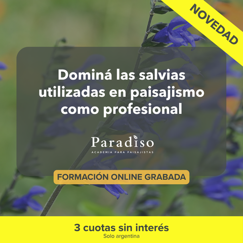 Salvias en Paisajismo