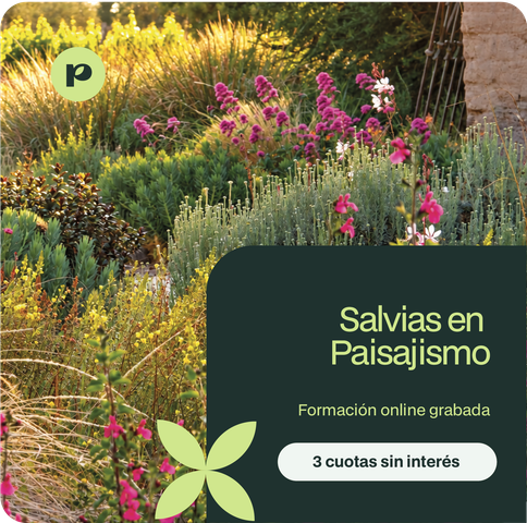 Salvias en Paisajismo