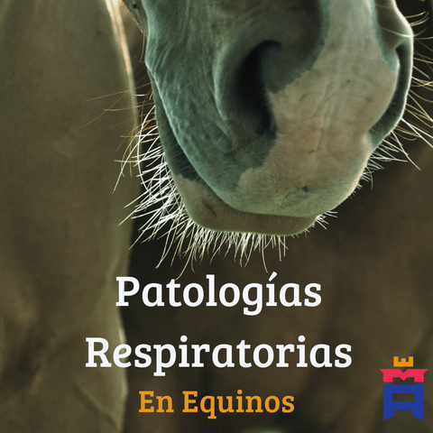 Patologías Respiratorias en Equinos
