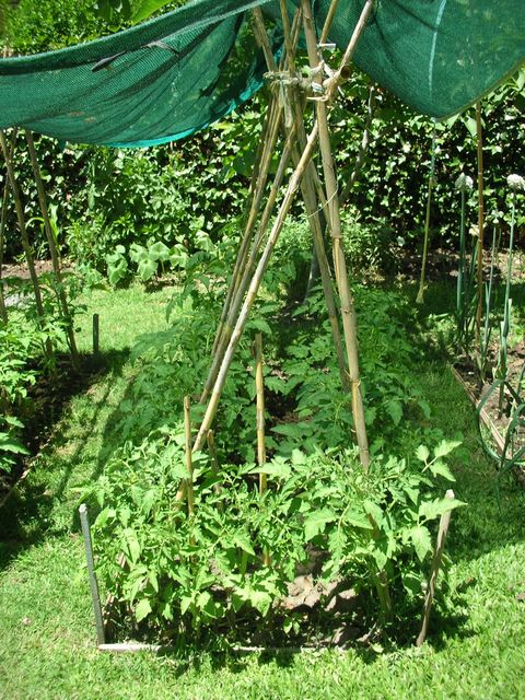 Curso: Tu primera huerta, sin complicaciones. (casa, terraza o balcón)