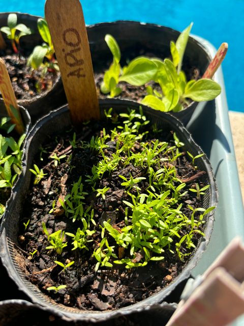 Cómo germinar tus semillas en la huerta 