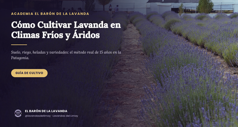 Cómo Cultivar Lavanda en Climas Fríos y Áridos: Guía Paso a Paso