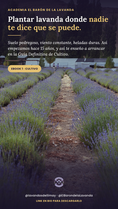 Guía Definitiva para Cultivar Lavanda en Climas Áridos y Fríos