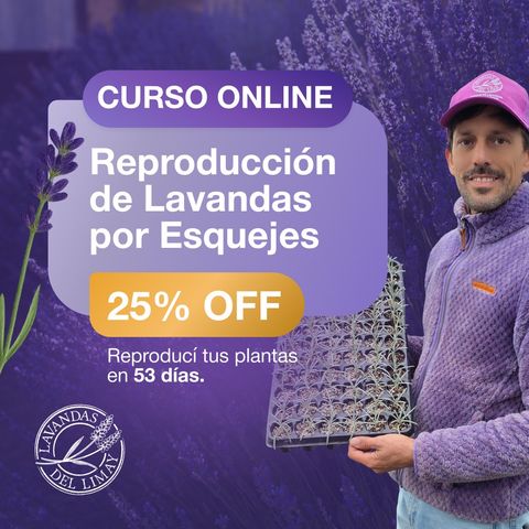 Reproducción de Lavanda por Esquejes