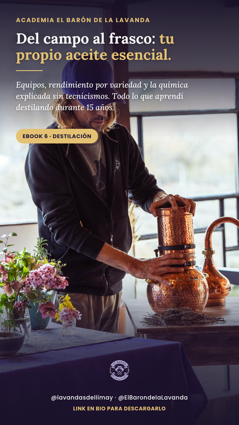 Destilación Artesanal de Aceite Esencial de Lavanda: Guía del Productor
