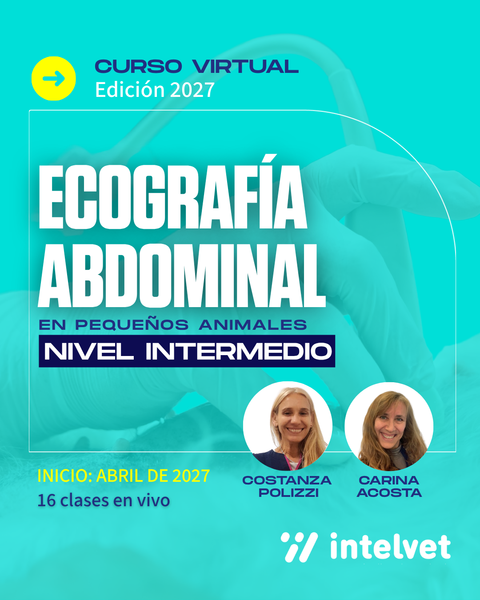 NUEVO! - Edición 2027: Curso de Ecografía Abdominal en Pequeños Animales - Nivel Intermedio