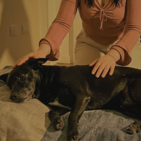 Limpieza Energética para Animales | Sesión de Reiki a Distancia 