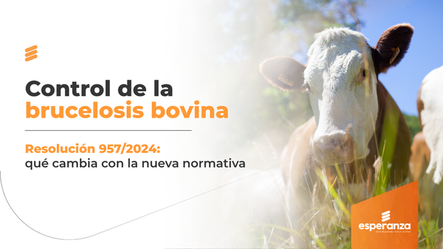 Brucelosis bovina: diagnóstico, vacunación y saneamiento