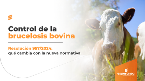 Brucelosis bovina: diagnóstico, vacunación y saneamiento