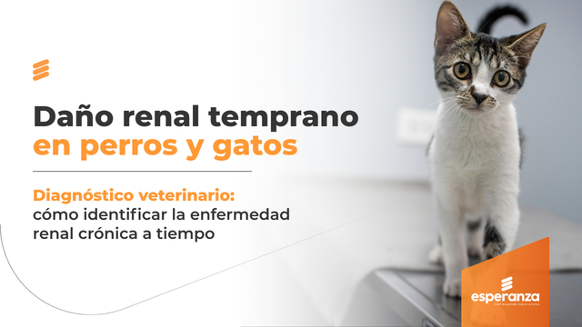 Daño renal temprano en perros y gatos: claves para el diagnóstico veterinario