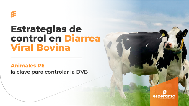  Diarrea Viral Bovina (DVB): estrategias de control en producción bovina de carne y leche