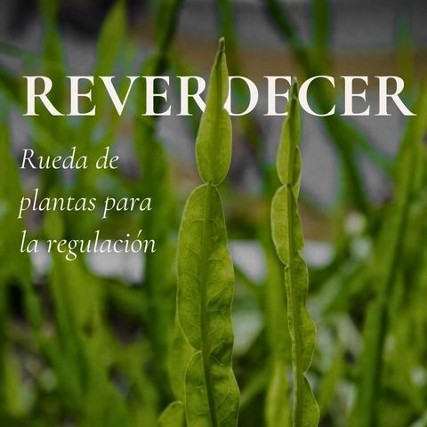 Reverdecer · Rueda de plantas para la regulación